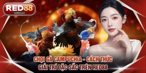 Chọi gà Campuchia