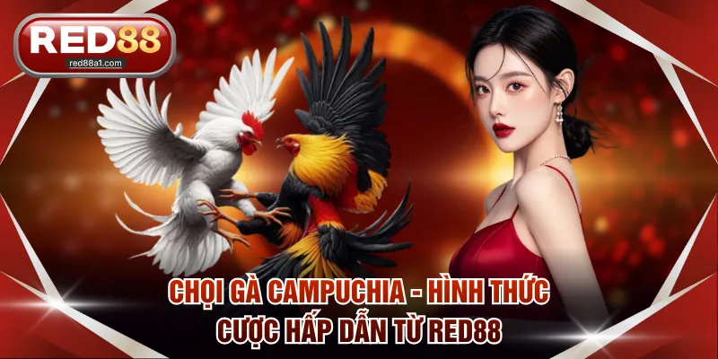 Chọi gà Campuchia - Hình thức cược hấp dẫn từ RED88