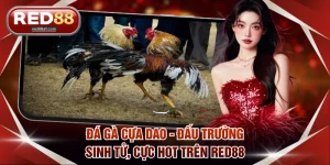 Đá gà cựa dao