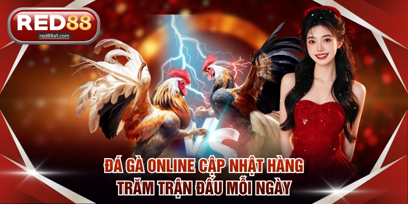 Đá gà online cập nhật hàng trăm trận đấu mỗi ngày