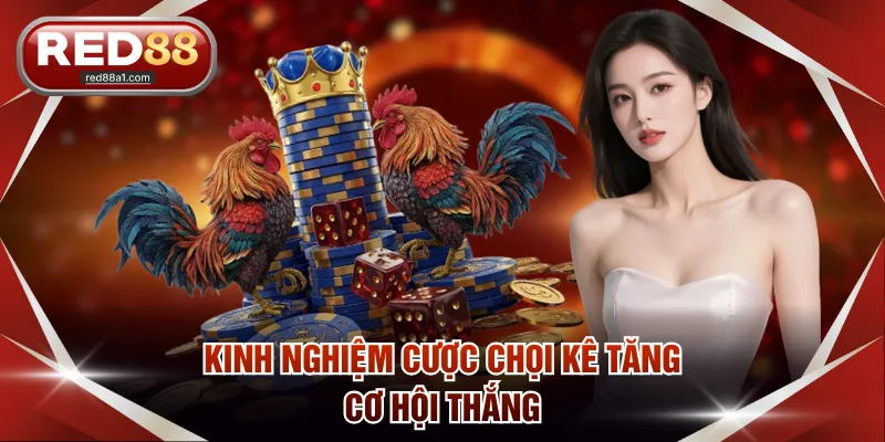 Kinh nghiệm cược chọi kê tăng cơ hội thắng
