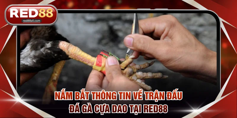 Nắm bắt thông tin về trận đấu đá gà cựa dao tại RED88