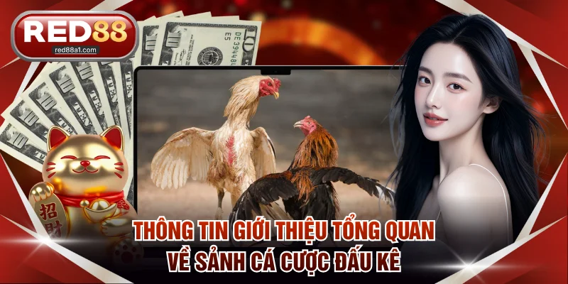Thông tin giới thiệu tổng quan về sảnh cá cược đấu kê